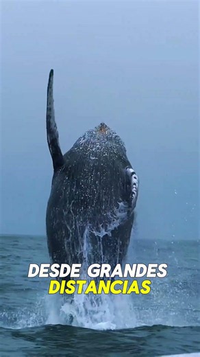 ¿QUÉ PASA CUANDO MUERE UNA BALLENA? 😱🐋 EL IMPACTANTE SECRETO DEL OCÉANO