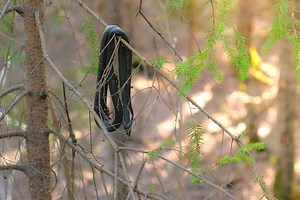 Dead Snake Hung From a Tree: What is It Meant to Do, and Does It Work?