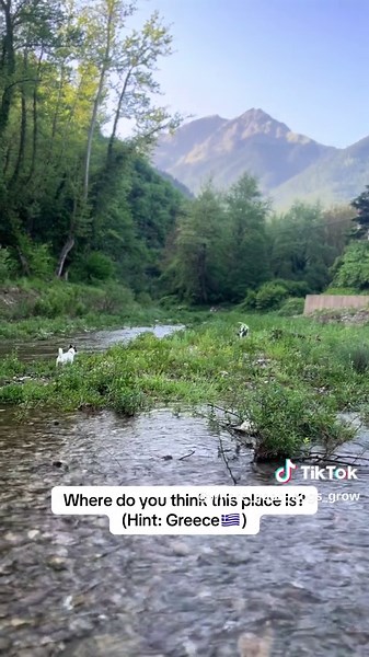 No filters, just plain nature 🌳#dalmatian #dalmatianlover #dogsoftiktok #dogtraining #doglife