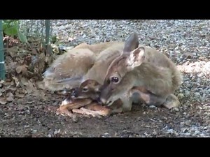 Newborn Fawn for YouTube 5 5 16