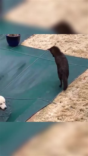 Friendly Coyote's Search for Canine Companions