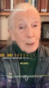 Despiden a Jane Goodall, primatóloga que revolucionó la ciencia al estudiar a los chimpancés | Red+