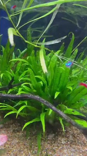 Why Your Java Fern Doesn’t Look the Same #shorts