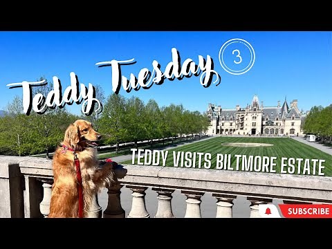 The most spoiled dog on the planet! Teddy takes on Teddy Tuesday. #dog #goldenretriever