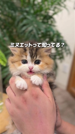 大人気の猫ちゃんミヌエットって知ってますか？🥹 ミヌエット