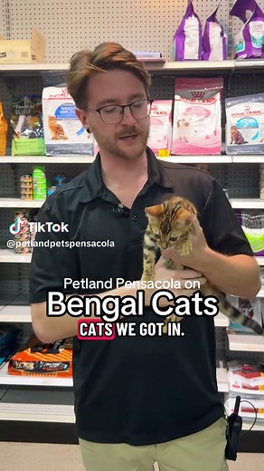 Exploring the Playful Bengal Cat Personality