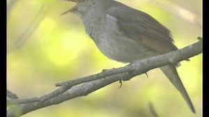 THE ALBATROSS Lyrics - LOBO | eLyrics.net