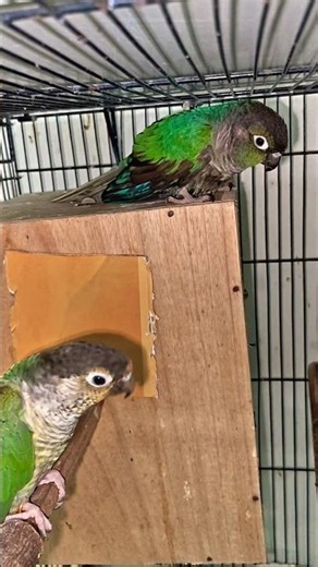 Beautiful Blue Turquoise Conure 🦜💙 | Stunning Colors & Pure Beauty