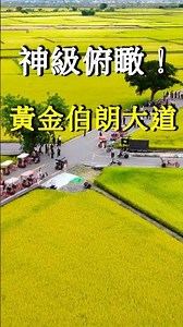 這神級空拍視角太治癒了！俯瞰金黃色的池上伯朗大道 🌾✨ #Shorts #台灣旅遊 #空拍