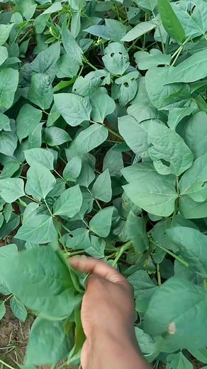 Harvesting cowpea leaves for cooking #food #cowpea #farming #nutrition | Nqobile Nkomo | Facebook