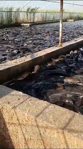 Adeyemo Simon on Reels