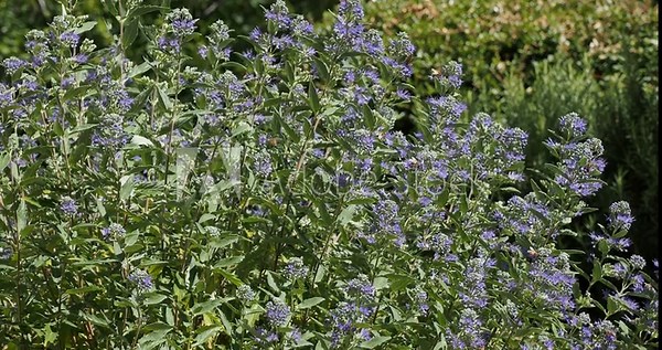 Bushy shrub of Bluebeard or blue spirea (Caryopteris clandonensis) with supple stems adorned with fragrant flowers that attract bees, bending slightly in a light summer breeze
