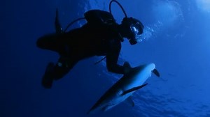 1.4K views · 19K reactions | FOUR DAYS until Shark Week. Here's another sneak peek to chomp on... | Shark Week | Facebook