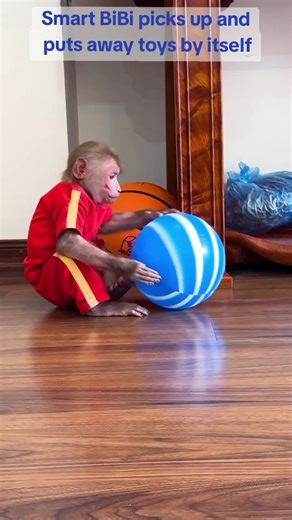 Smart BiBi the Monkey Organizes Toys on Its Own