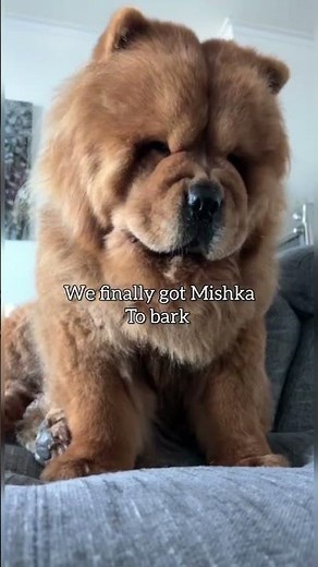 Chow Chow barking for the first time