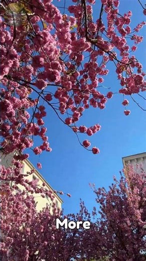 Why Spring Feels “Alive”