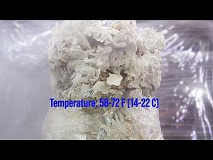 How to Grow and Fruit Maitake (Hen of the Woods) Indoors