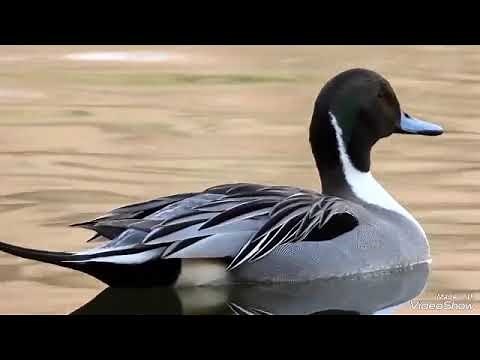 pintail Duck sound