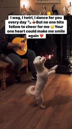I wag, I twirl, I dance for you every day 🐾💃 But no one hits follow to cheer for me 😔 Your one heart could make me smile again ❤️ #PuppyDance #LoveAndCare #OneFollowOneSmile #PleaseDon’tScroll #DogLover | Bark Vibes