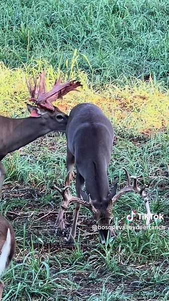 Hunting Adventures at Bosque Val Verde Ranch