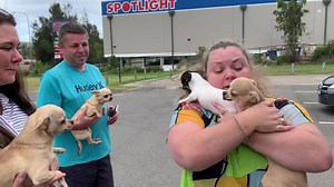 🐶🐶🐶🐶 4 adorable dogs back in their VERY relieved and grateful owner’s arms. Watch to see the moment they are reunited. So heartwarming💕 #lostandfound #LostandFoundPets #petdetective #lostandfoundpets #chihuahua #chihuahua #chihuahuasofinstagram #chihuahuas #lookwhosback #reunion #reunited #happyclient #happyclientshappyme | Arthur & Co. Pet Detectives