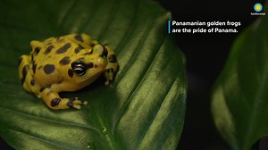 3.8K views · 227 reactions | 烈 Panamanian golden frogs get their toxins from the insects they eat in the wild. The Reptile Discovery Center’s frogs are not fed those insects and, therefore, are safe for keepers and researchers to handle. 易 FUN FACTS: https://s.si.edu/36ET6bl. #AmphibianWeek #NatZooZen | Smithsonian’s National Zoo and Conservation Biology Institute | Facebook