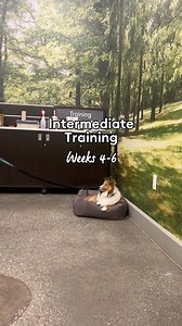 813 reactions · 23 shares | Curious about our Intermediate training? Here’s some of the most important skills your dog will learn during weeks 4-6!  Sign up your dog for training in store or online at services.petsmart.ca/training #anythingforpets #petsmartcanada #petsmarttraining #dogtraining | PetSmart | Facebook