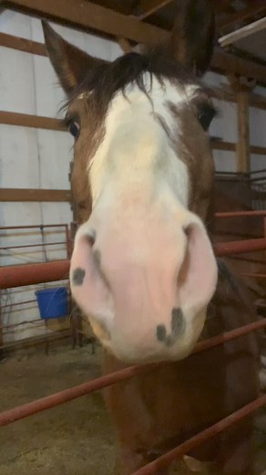 3.6K views · 66 reactions | We’ll be holding the first Wild Horse Adoption Event of the season this Friday (April 19th) at the Wheatland Off-Range Corral! Gates open at 8am and close at noon. These adoption events will take place every third Friday of the month throughout the Summer! Hope to see you there! #WildHorses #WildHorseAdoption | Bureau of Land Management - Wyoming | Facebook