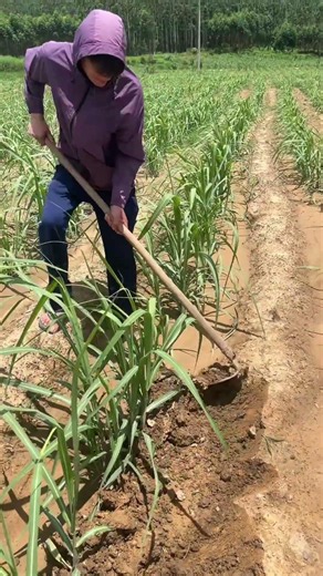 Manual Field Maintenance: Traditional Hoeing in Sugarcane Farming #shorts
