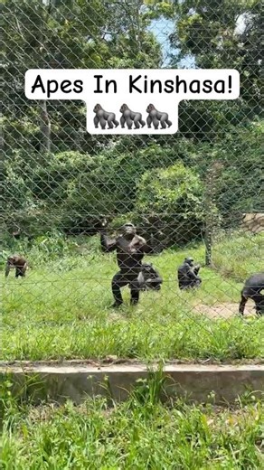 Lola Ya Bonobo🦍🇨🇩 #kinshasa #shorts #apes #visitcongo