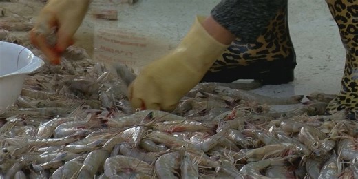 Commercial shrimp trawling season officially kicks off on the coast