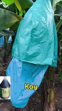 Treatment of Fusarium wilt with Vaniva+ Lato #farming #fusariumwilt