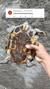 64K views · 771 reactions | Tutorial Rawat hewan dengan baik #reels #alanofficial | Alan | Facebook