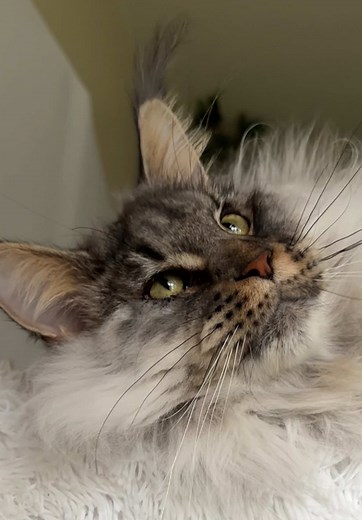 Maine Coons: The Cat-Puppy Connection Revealed