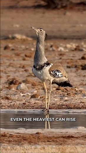 Kori Bustard: The World's Heaviest Flying Bird