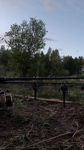 Bream or Tench? 🤭 #ForYouPage #FYP #Fishing #Angling