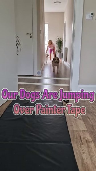 Watch These Beagles Try to Jump Over Painter Tape