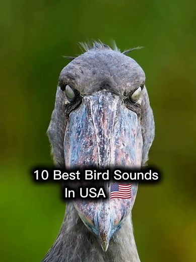 Top 10 Bird Sounds in the USA
