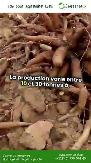Tout sur le manioc en Côte d'Ivoire