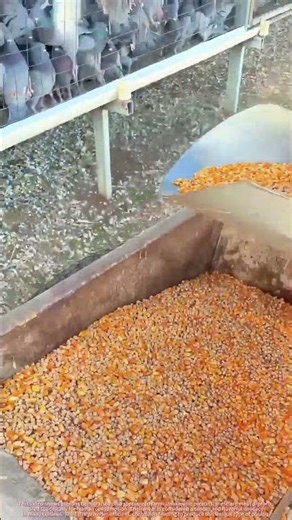 Why Farm Pigeons ! (For Food)