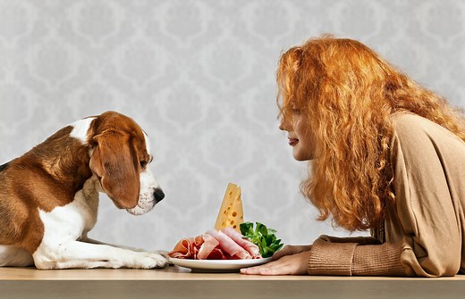 Can Dogs Eat Ham? Here's Everything You Need to Know