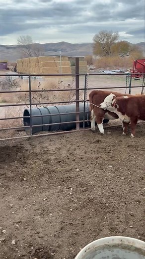 On Day 3 of halter breaking after rewarding them with water and some grain, I got 2 of the 11 heifers to walk with me all the way back to their corral!! The other 9 went about half way. There are still a few who don’t want anything to do with the water and grain and keep an eye on me the whole time and are ready to bolt. | Rasmussen Farms Miniature Herefords