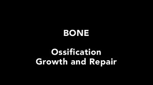 BONE 2. Ossification Growth and Repair