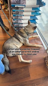 Sinpa is looking for his people 🥹✨🤞🏻 Male | 8 years old | 56 pounds | Medium energy | Coexists with a dog | Hasn’t met kids or cats | From Mexico | Fostered in Brantford | Loves affection | Tripawd Meet SINPA. 8 years old and looking for his furever, SINPA is the kind of scruff that loves affection from his humans and would spend every morning cuddling you if he could. Sound like the perfect match? We think so, yes! He’s a tripawd (AKA tripod), meaning he’s got 3 out of the 4 legs that dogs t