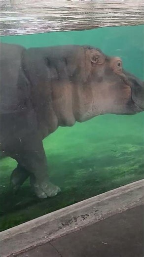 #disney #madagascar #zoo