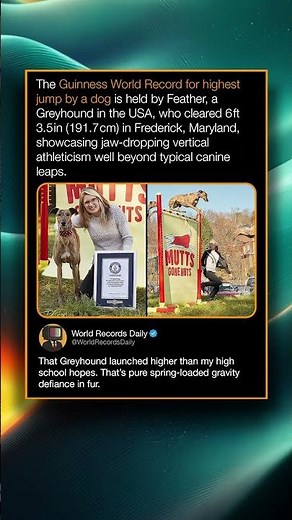 The Guinness World Record for highest jump by a dog is held by Feather, a Greyhound in the USA