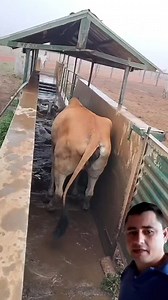 29M views · 95K reactions | Olha só essa piscina o medicação para poder as vacas tomar banho #viralizar #piscina #vaca #top | Jose Cicero | Facebook