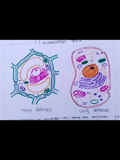 lesson plan on cell types