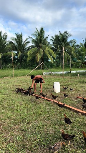 Early Bird #sabongnation #sabongerotiktok🐓🐓 #sabongislife🐓