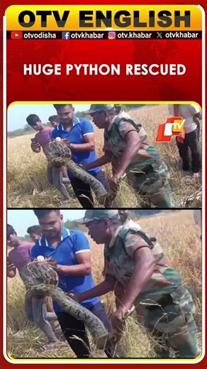 8-Foot Python Rescued From Farmland In Nuapada | OTV